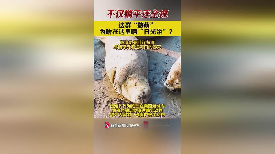 9只斑海豹放归大海,让发货找车找物流更简单_123随叫随到