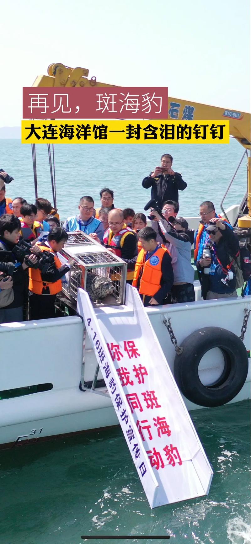 9只斑海豹放归大海,专业的一站式物流信息网_123随叫随到