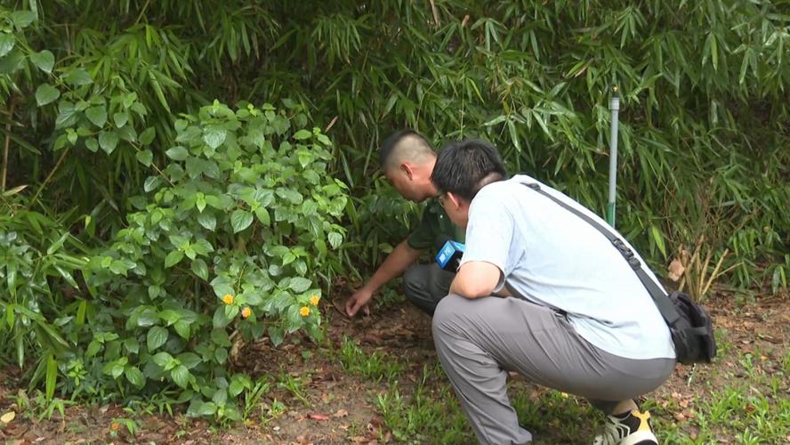 小区惊现2米滑鼠蛇,天天发车准时送达_123随叫随到