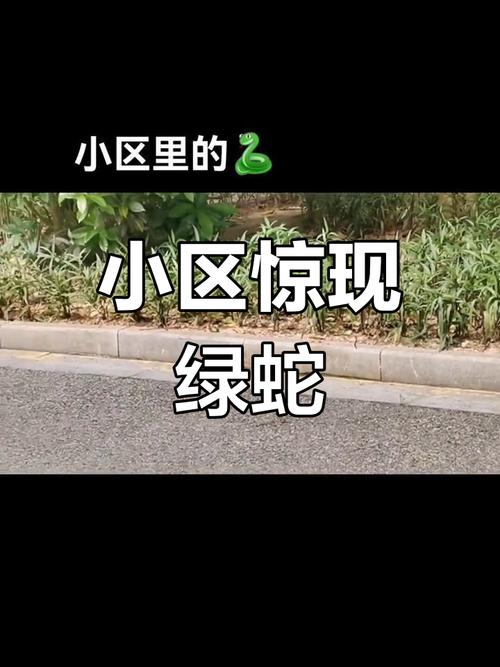 小区惊现2米滑鼠蛇,上门取货_123随叫随到