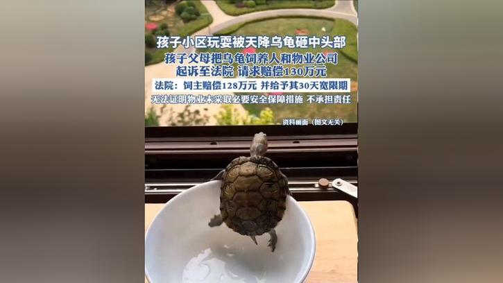 小孩被天降乌龟砸死,快递单号查询_123随叫随到