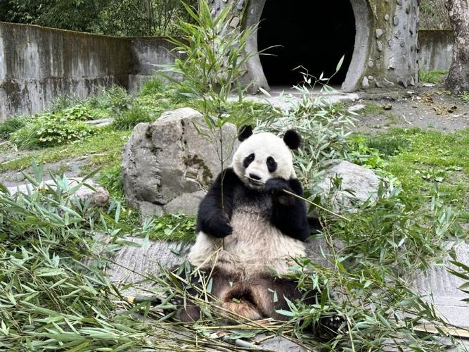 野外大熊猫求偶被拍,仓配一体,时效速达