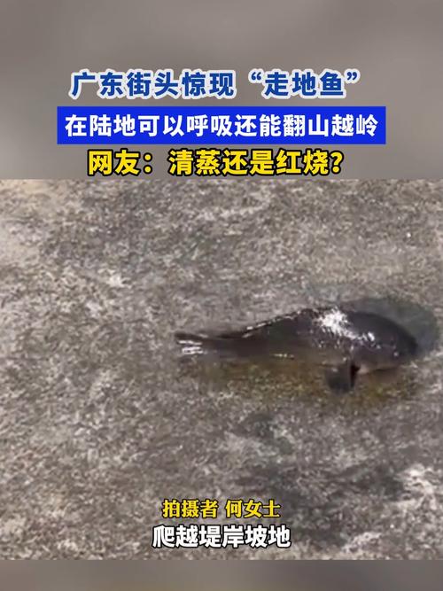 广东街头惊现走地鱼,物流专线直达_123随叫随到