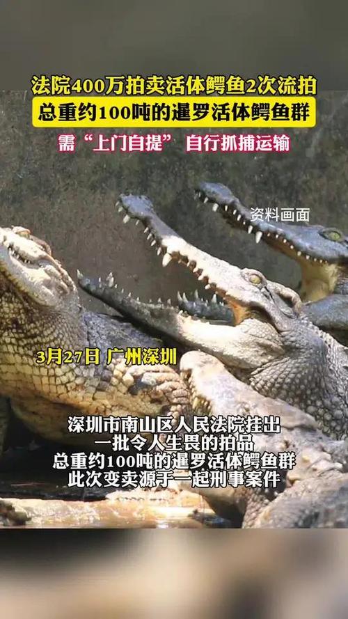 男子意外钓到鳄鱼,物流专线直达_123随叫随到