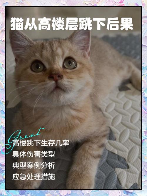 猫咪从16楼意外坠落,仓配一体,时效速达