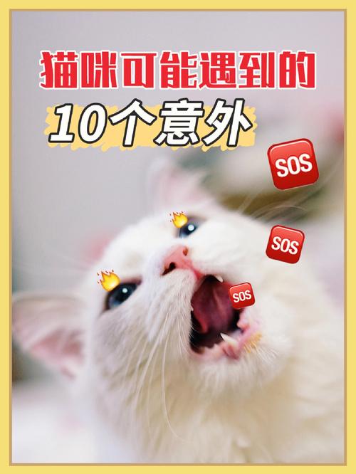 猫咪从16楼意外坠落,让发货找车找物流更简单_123随叫随到