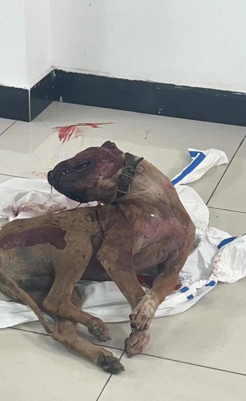 多名村民被恶犬咬伤,快递单号查询_123随叫随到