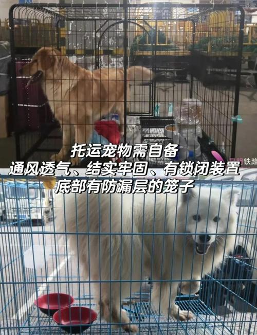 宠物坐高铁试点扩大,物流专线直达_123随叫随到