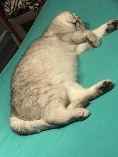 中国小猫被运到美国,物流专线直达_123随叫随到