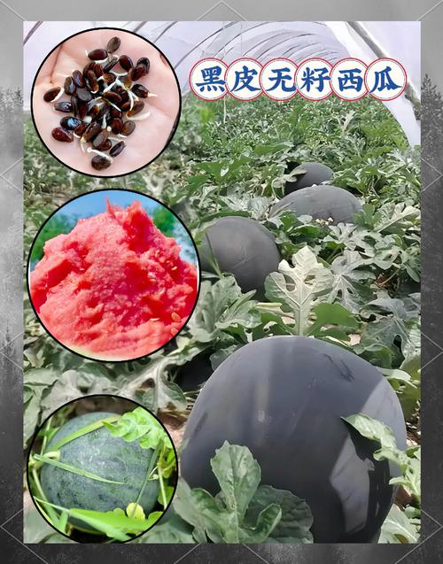 黑皮西瓜一只3.4万,天天发车准时送达_123随叫随到
