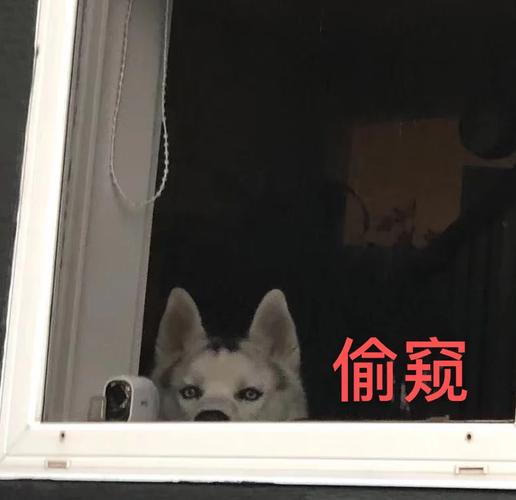男子在12楼窗外偷窥,天天发车准时送达_123随叫随到