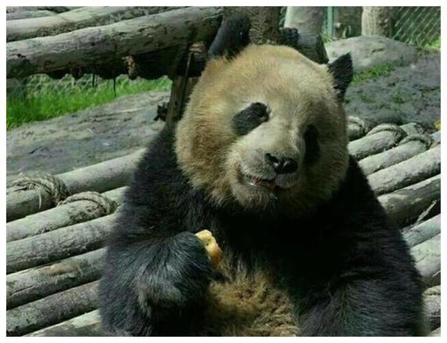 日本希望再租借熊猫,快递单号查询_123随叫随到