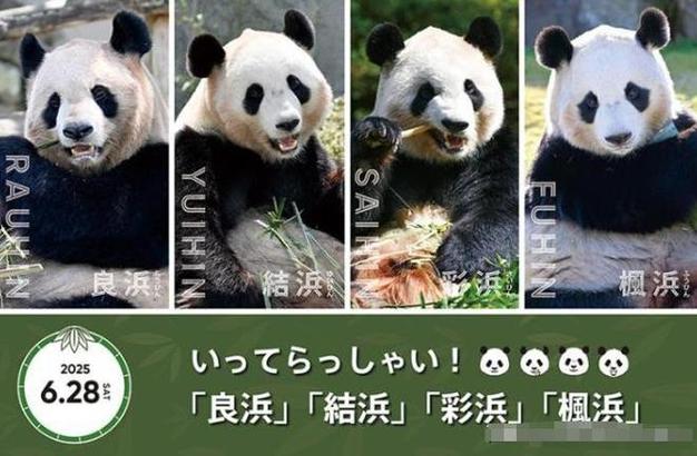 日本希望再租借熊猫,天天发车准时送达_123随叫随到