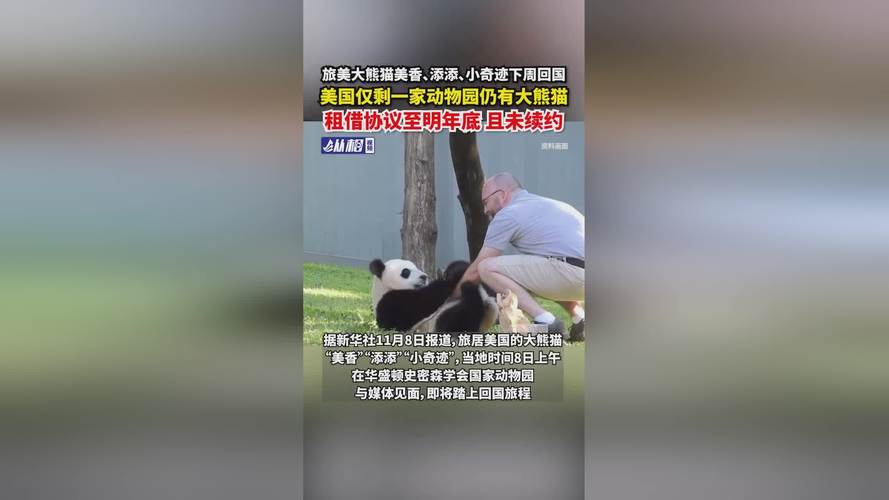 4只旅日大熊猫回国,让发货找车找物流更简单_123随叫随到