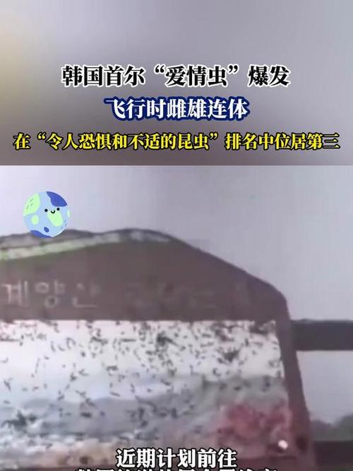 韩国首尔爱情虫爆发,物流专线直达_123随叫随到