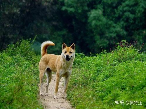 解除禁养中华田园犬,天天发车准时送达_123随叫随到