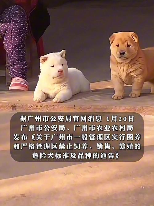 解除禁养中华田园犬,上门取货_123随叫随到